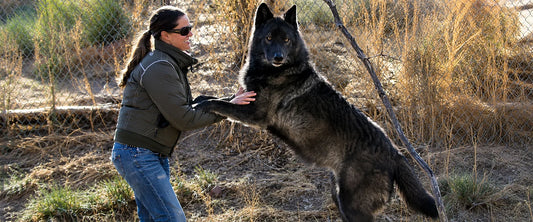 Hiking With Your Dog: What to Do in a Bear, Mountain Lion, Coyote, Wolf, Moose, or Snake Encounter