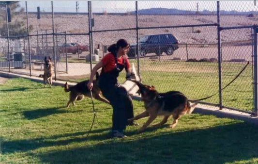 Jennifer McCarthy in her early twenties doing protection-dog bite work with a German Shepherd in Brentwood, Los Angeles