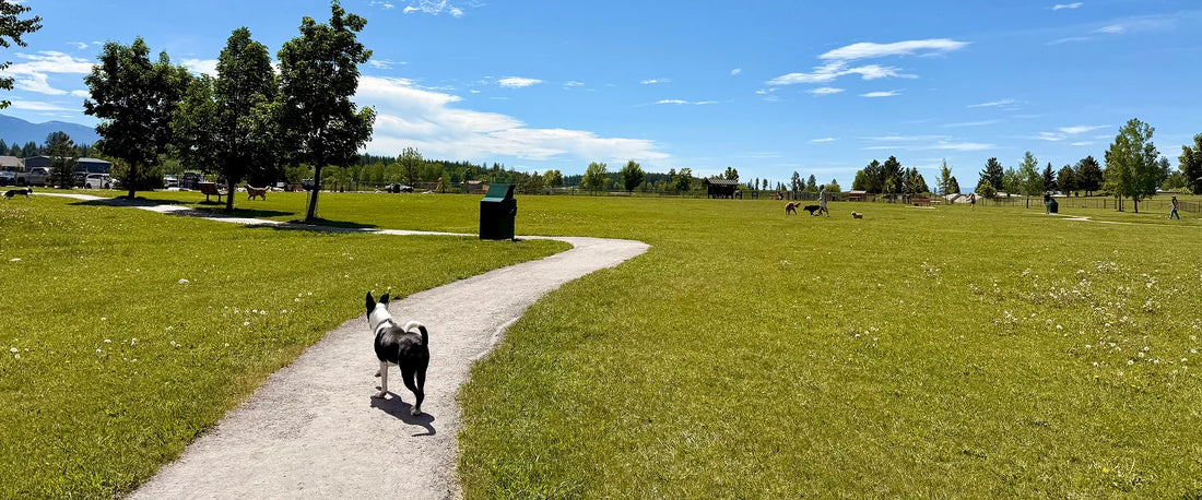 Sue Higgins Off Leash Dog Park Calgary Bow River