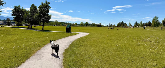 Sue Higgins Off Leash Dog Park Calgary Bow River