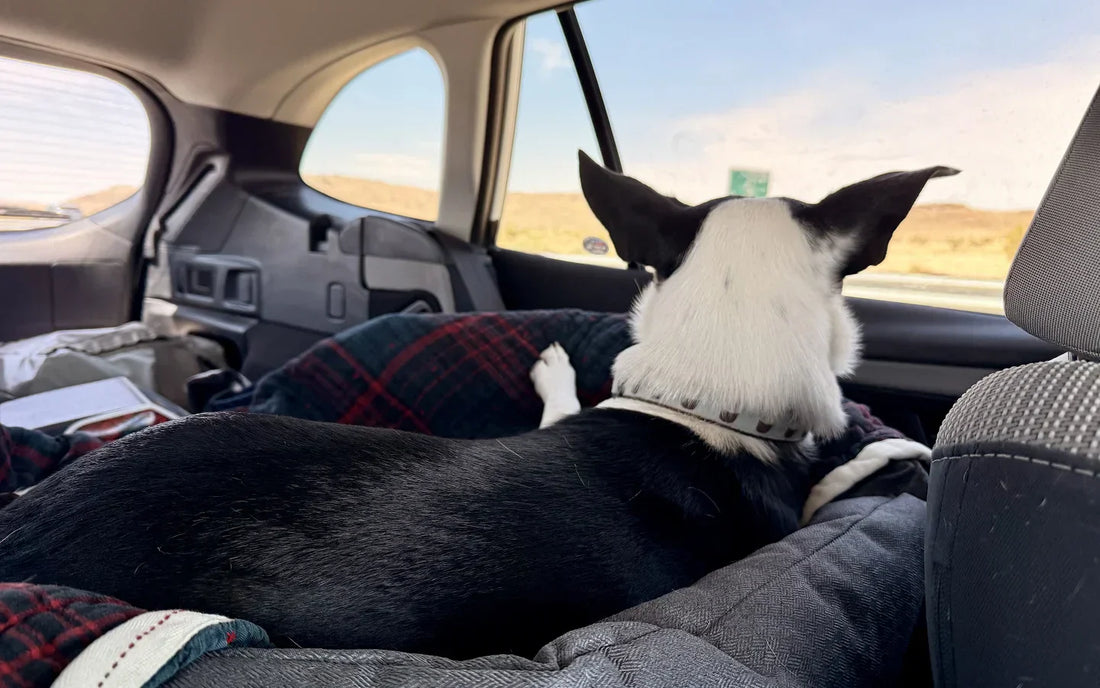 Black and white dog resting in the back of an SUV on a road trip with a dog from the US to Canada"Caption: "Jessie, settled in for the long drive north.