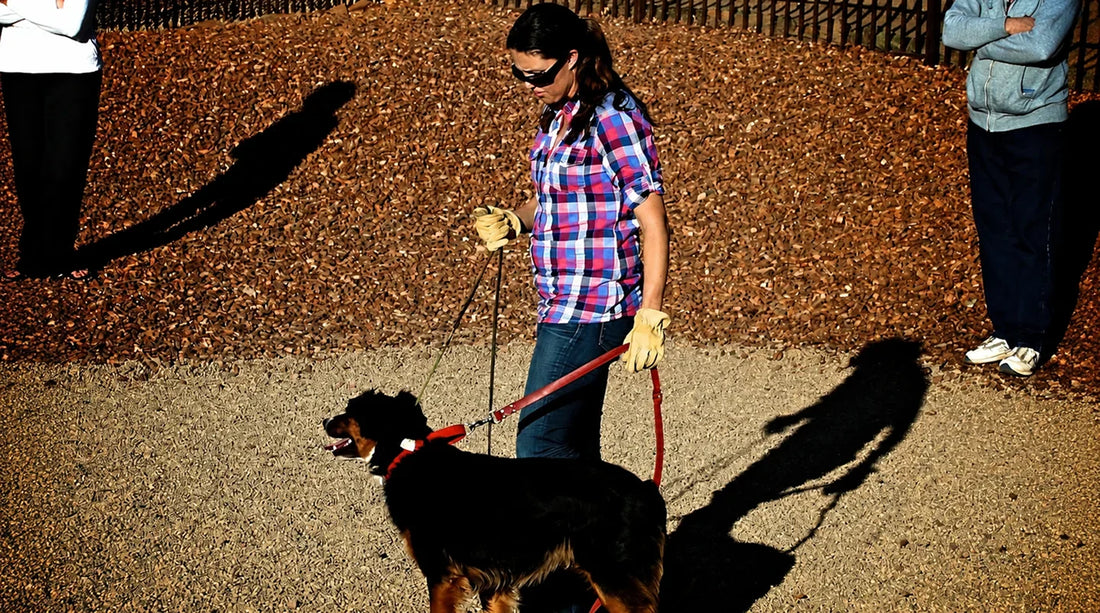Reactive on Leash, or Just Excited? How to Read Leash Reactivity