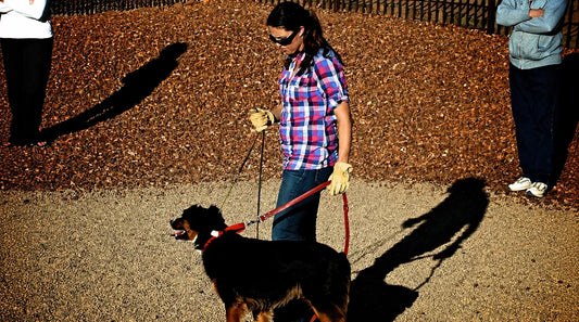 Reactive on Leash, or Just Excited? How to Read Leash Reactivity