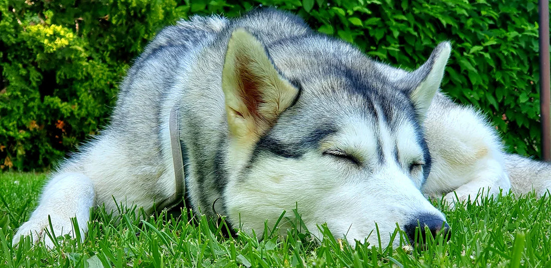 Husky asleep in the grass, in summer