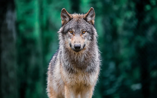 Wild wolf standing calmly in a forest clearing, illustrating natural wolf behavior versus the alpha dog myth