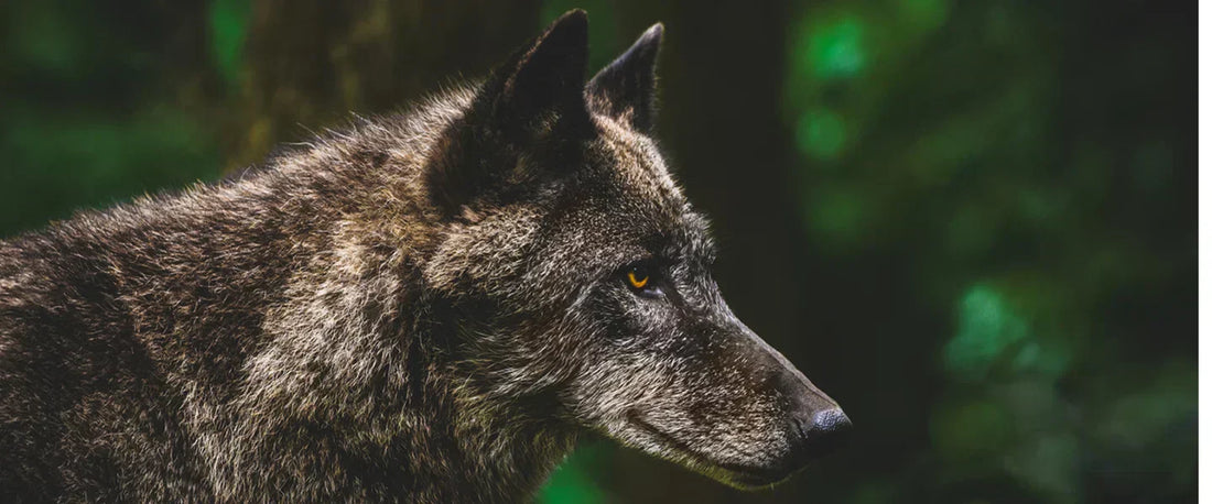 Wolf walking through natural terrain showing efficient movement and balance