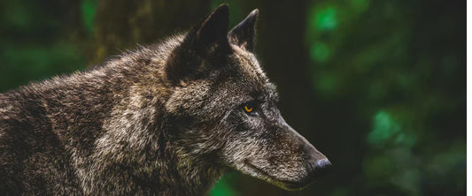 Wolf walking through natural terrain showing efficient movement and balance