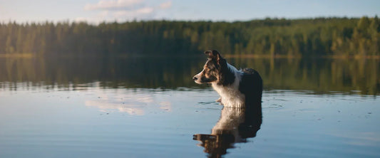 Dog swimming in a turquoise alpine lake with mountain peaks in the background