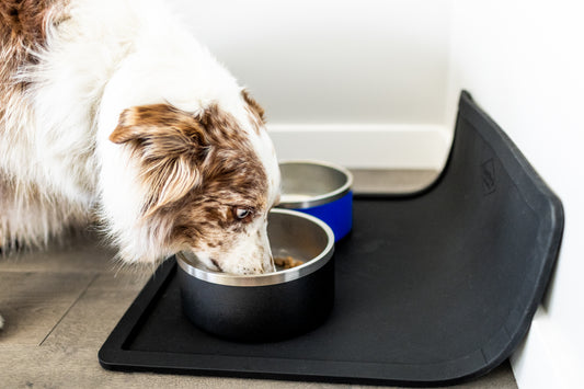 Dog mealtime on the Wolf Woman Essentials silicone feeding placemat with splash guard