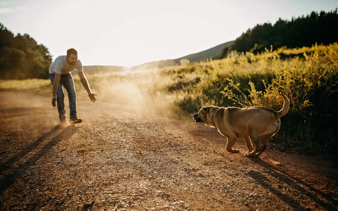 How to Teach a Dog to Come When Called: A Trainer's Guide to Reliable Recall