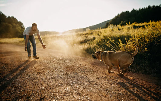 How to Teach a Dog to Come When Called: A Trainer's Guide to Reliable Recall