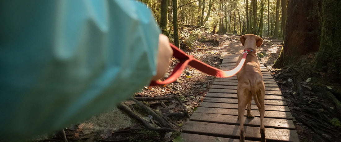 dog hiking trail etiquette leash control