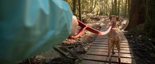 dog hiking trail etiquette leash control