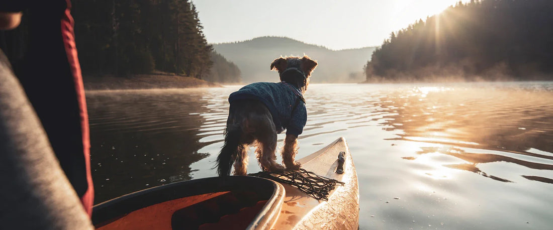 What Makes an Adventure Dog? (Hint: It’s Not the Breed)
