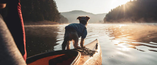 Dog hiking on trail with owner