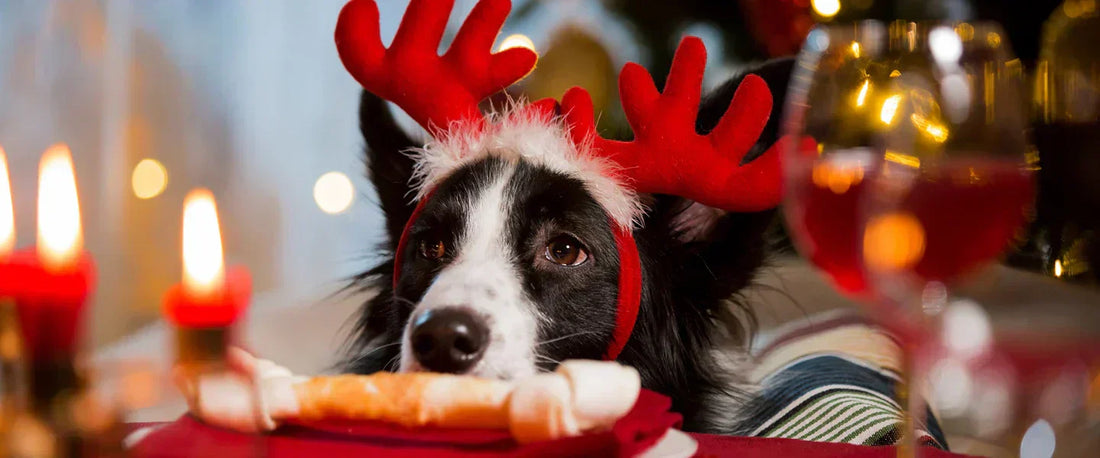 Dog resting calmly during holiday gathering