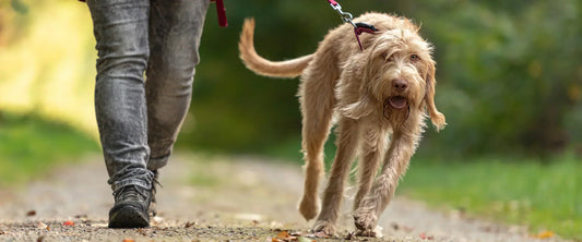 Why Most Leash Systems Ignore How Movement Feels Over Time