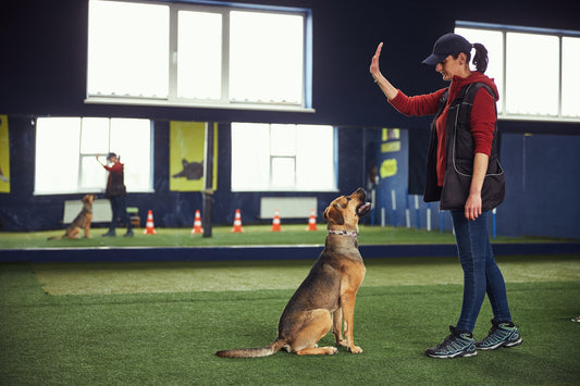 Female dog trainer working with a dog in a training facility