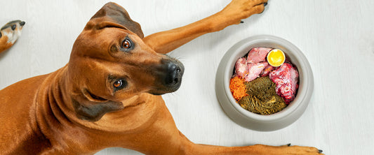 Dog eating high energy snack on hiking trail