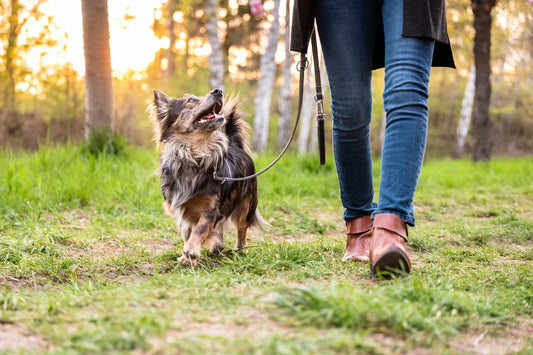 Adult dog walking on a loose leash beside owner during a training session