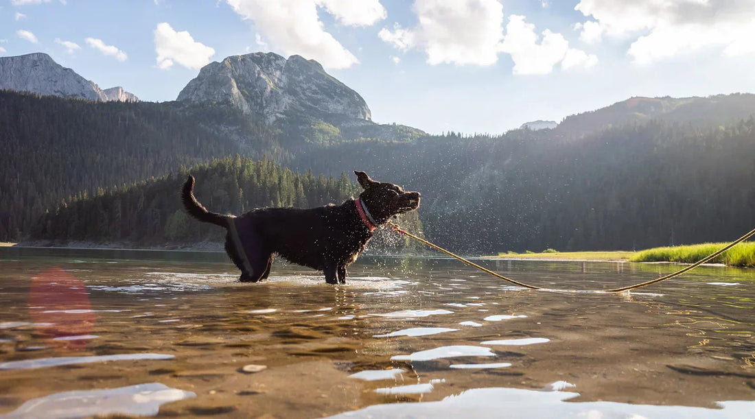 Dog-Friendly National Parks: The Complete Guide to Hiking and Traveling With Your Dog