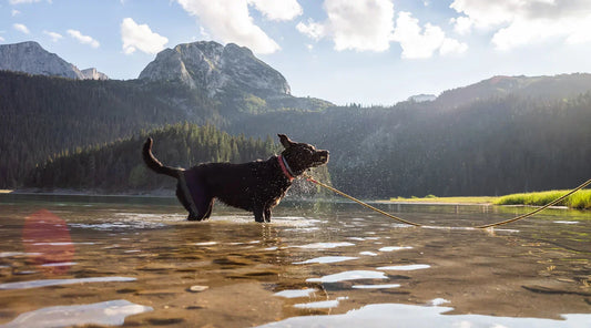 Dog-Friendly National Parks: The Complete Guide to Hiking and Traveling With Your Dog