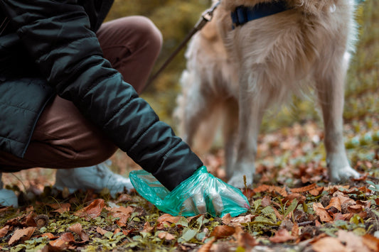 Dog owner picking up after their golden retriever on an autumn trail using a poop bag