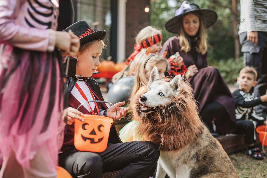 Dog and children dressed up in costumes on Halloween - Halloween pet safety tips