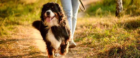 The Difference Between Being Active and Being Prepared When Walking Your Dog