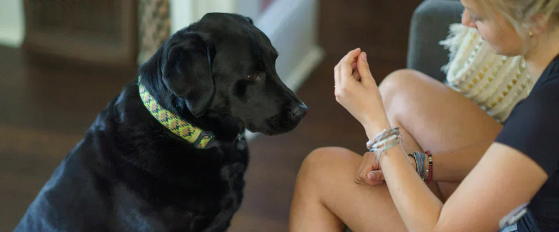 dog training at home for hiking preparation