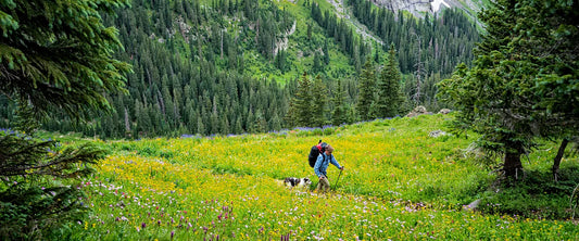 Dog and owner hiking together on a sunlit forest trail in summer