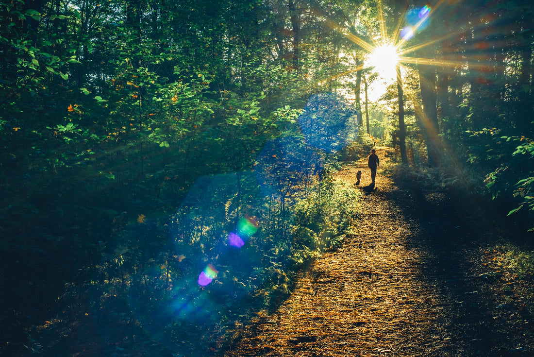 Dog and owner hiking together through a forest on a screen-free outdoor adventure