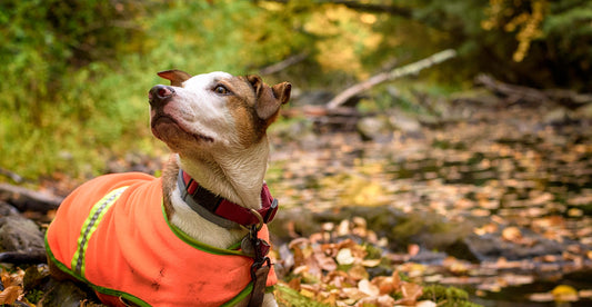 Dog wearing a blaze orange safety vest with a reflective stripe, lying beside a leaf-covered creek during a fall hike