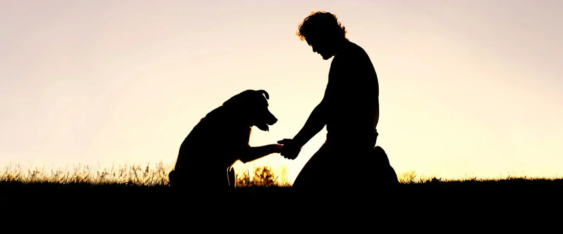 dog rescue organization helping dogs