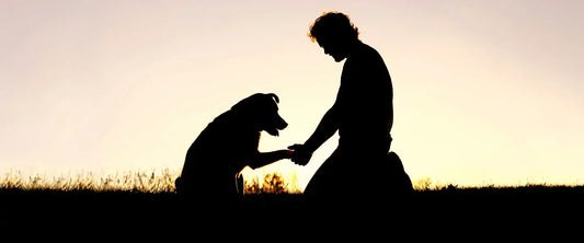 dog rescue organization helping dogs