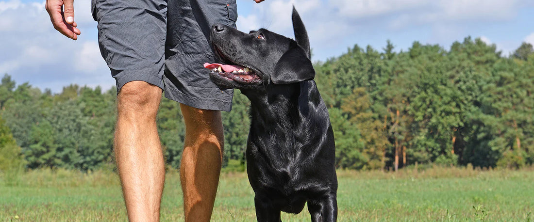 How to Stop Your Dog From Pulling on the Leash (3 Proven, Humane Methods)