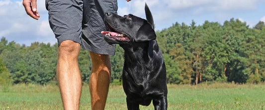 dog pulling on leash training example