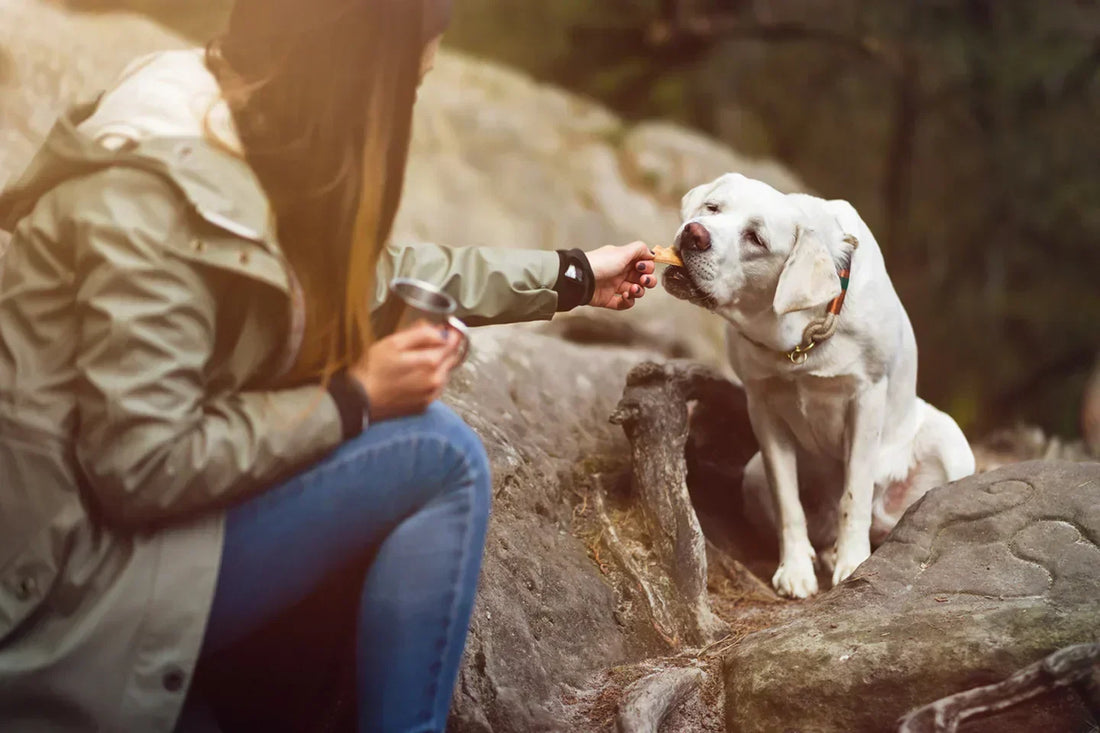 Active dog eating meal outdoors on hiking trail