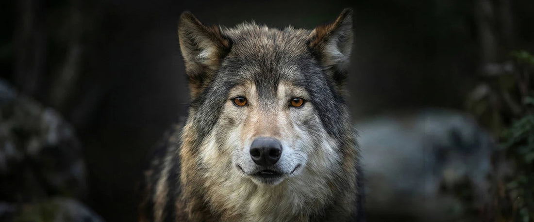 Why I Build Gear for the Long Way Around