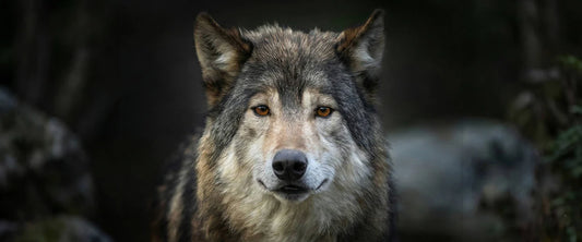 Why I Build Gear for the Long Way Around