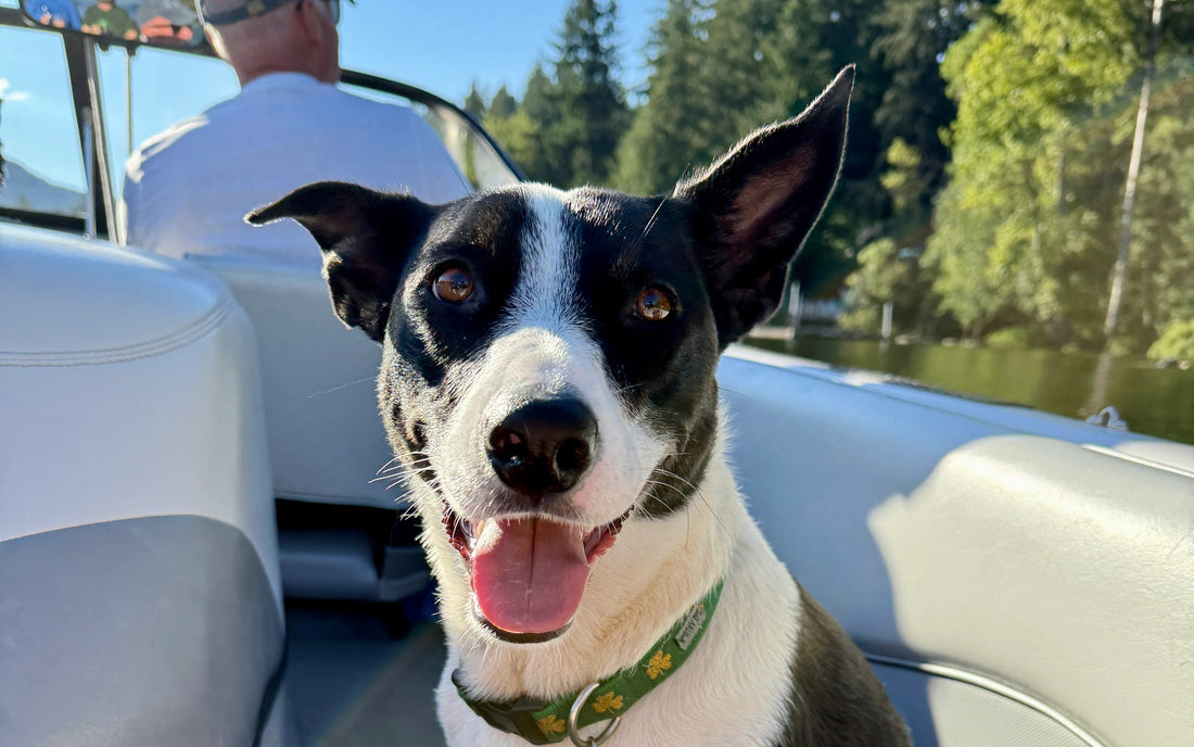 Jessie, an Australian Shepherd mix, smiling on her first boat ride on Shawnigan Lake, Vancouver Island, BC