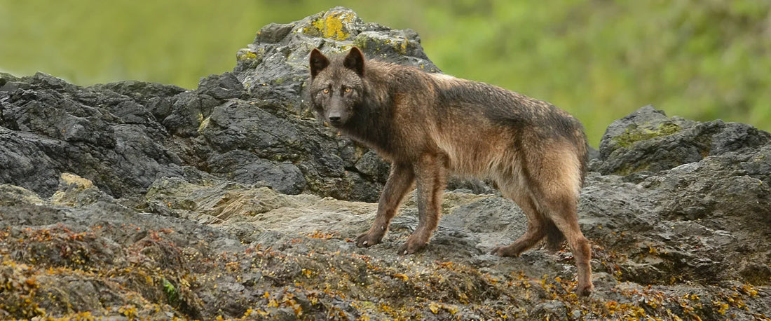 What Sea Wolves Can Teach Us About Dog Movement, Training, and Pulling