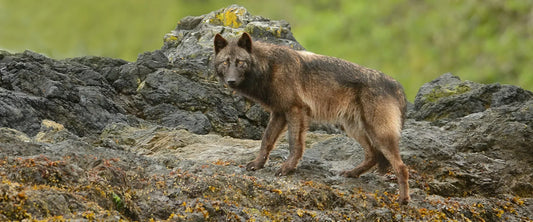 What Sea Wolves Can Teach Us About Dog Movement, Training, and Pulling