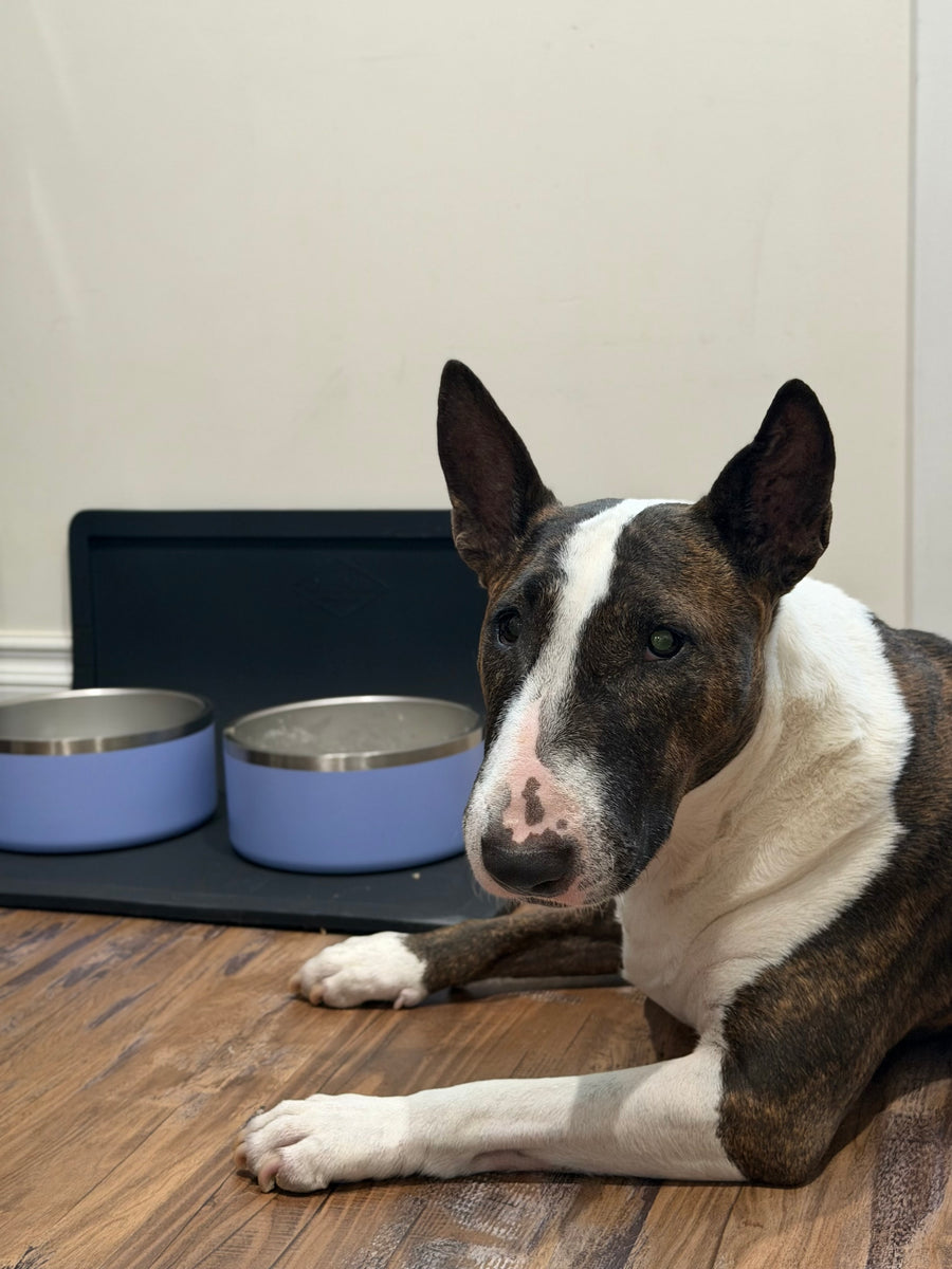 Dual Feeding Setup with two Periwinkle stainless steel bowls on the black placemat, next to a customer's bull terrier