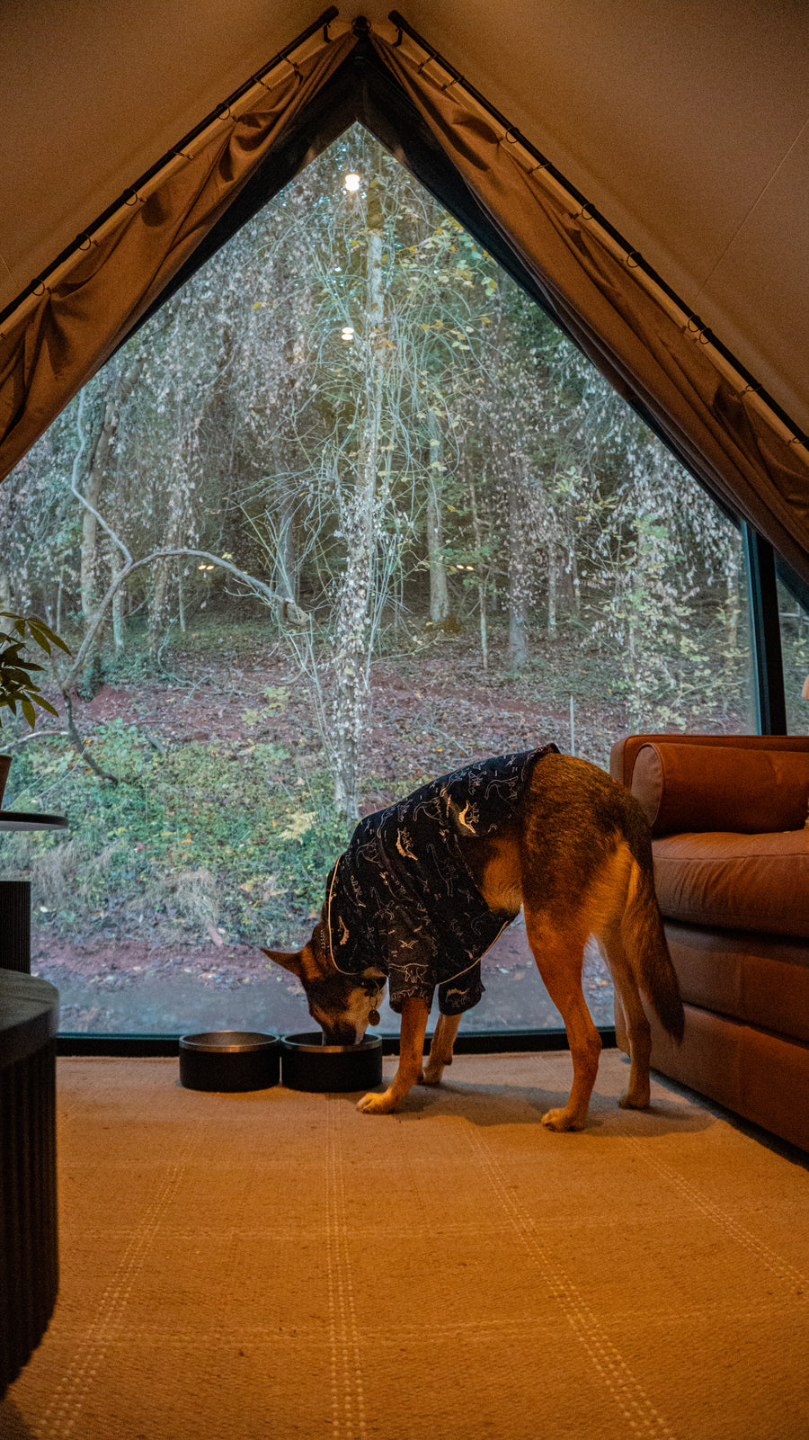 Two Black Stainless Steel Dog Bowls from the 2 Pack Dog Bowl Bundle, shared by a customer