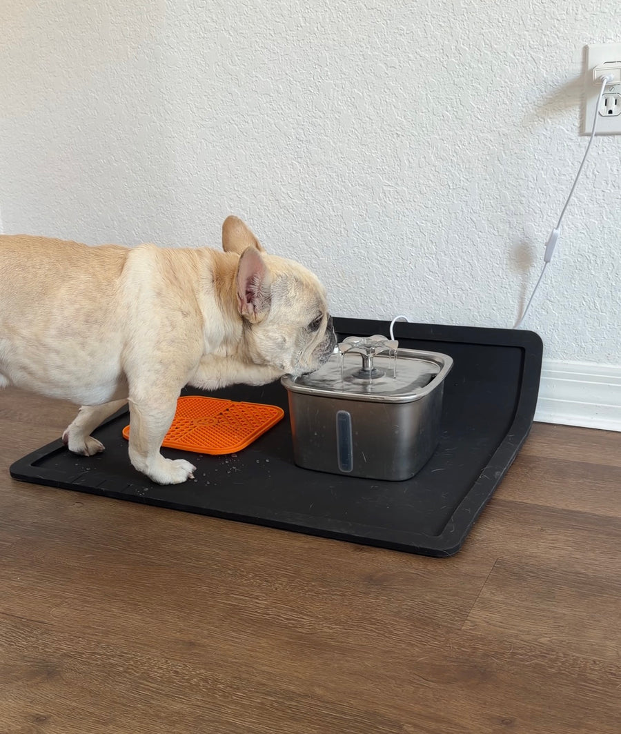 Silicone Feeding Placemat in Black holding a stainless steel water fountain, a customer's cream French bulldog drinking from it at home