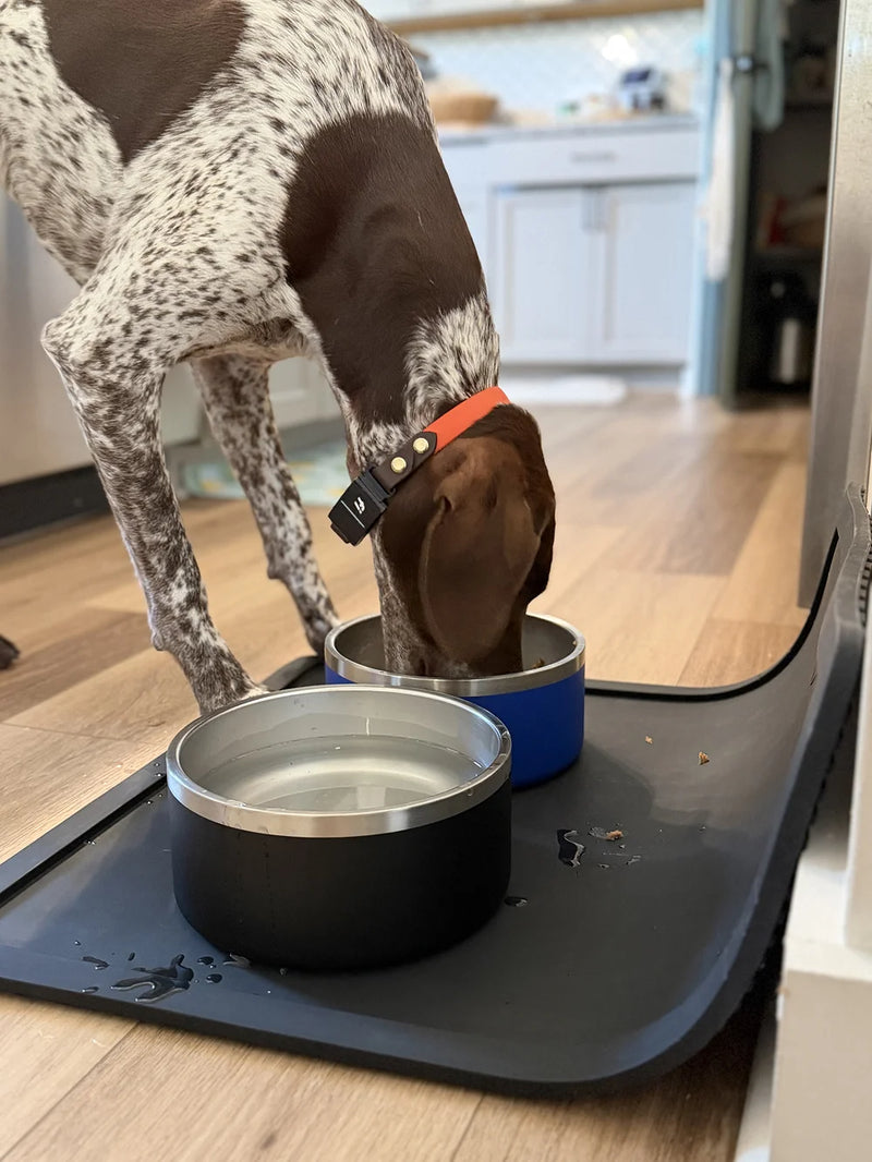 Dog using the Wolf Pack portable feeding station with food and water bowls at home