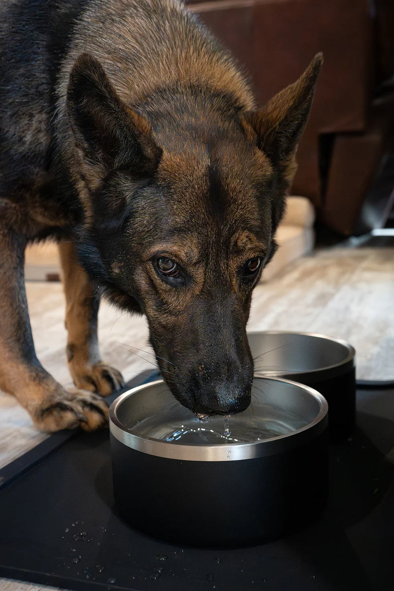 Dog drinking from a portable travel water bowl designed for outdoor adventures