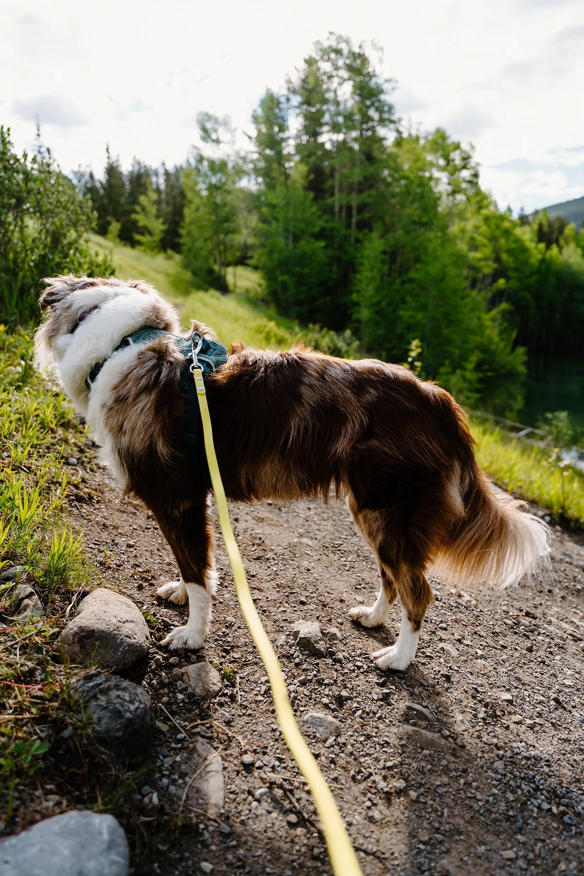 Eco Performance Leash