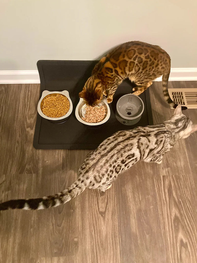 Portable pet feeding station with food and water bowls being used by two cats indoors